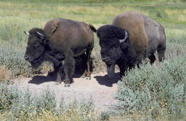 Photo of Bison bison by David Shackleton
